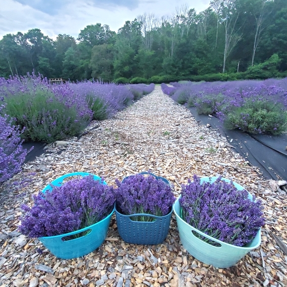 Meet your Posher, Rachael! - Picture 4 of 6